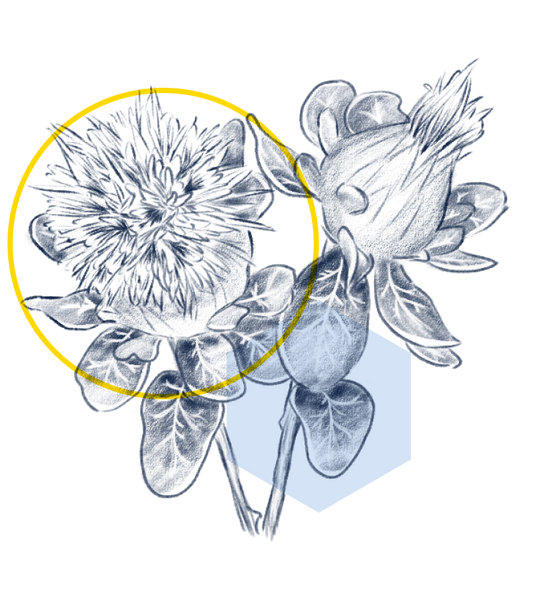 Essential Fatty Acids Regimen Lab