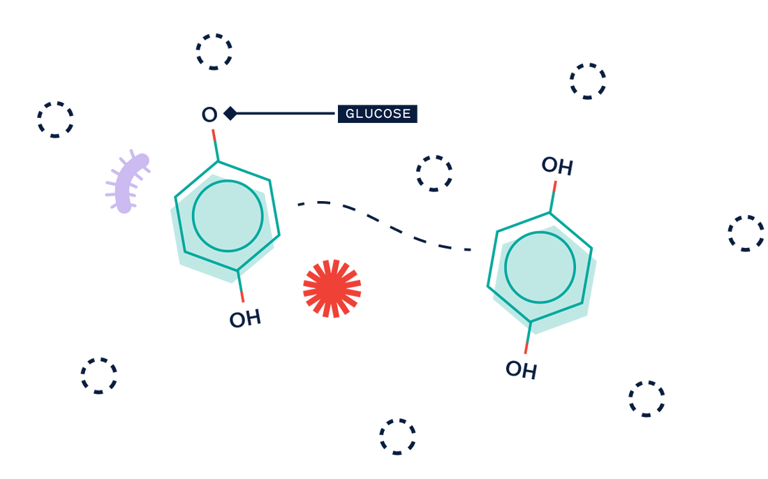 Arbutin converts to Hydroquinone in the skin???