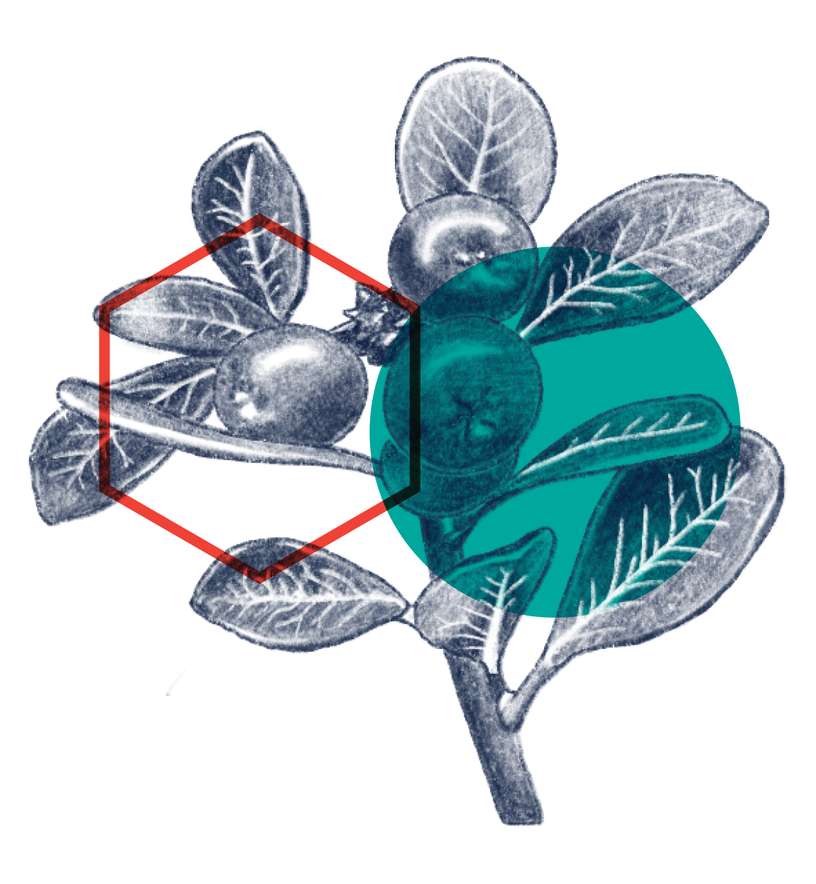 Alpha Arbutin