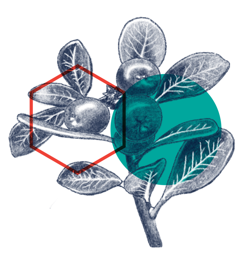 Alpha Arbutin
