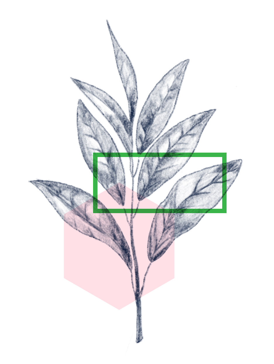 EGCG