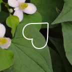 Ingredient   Heartleaf Extract