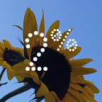 Ingredient   Sunflower Unsaponifiables