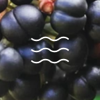 Ingredient   Tazman Pepper Extract